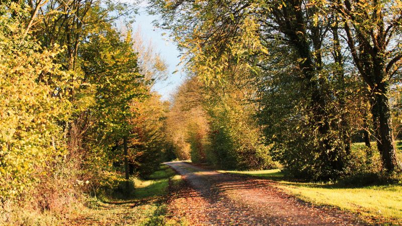 Les petits chemins qui sentent la noisette