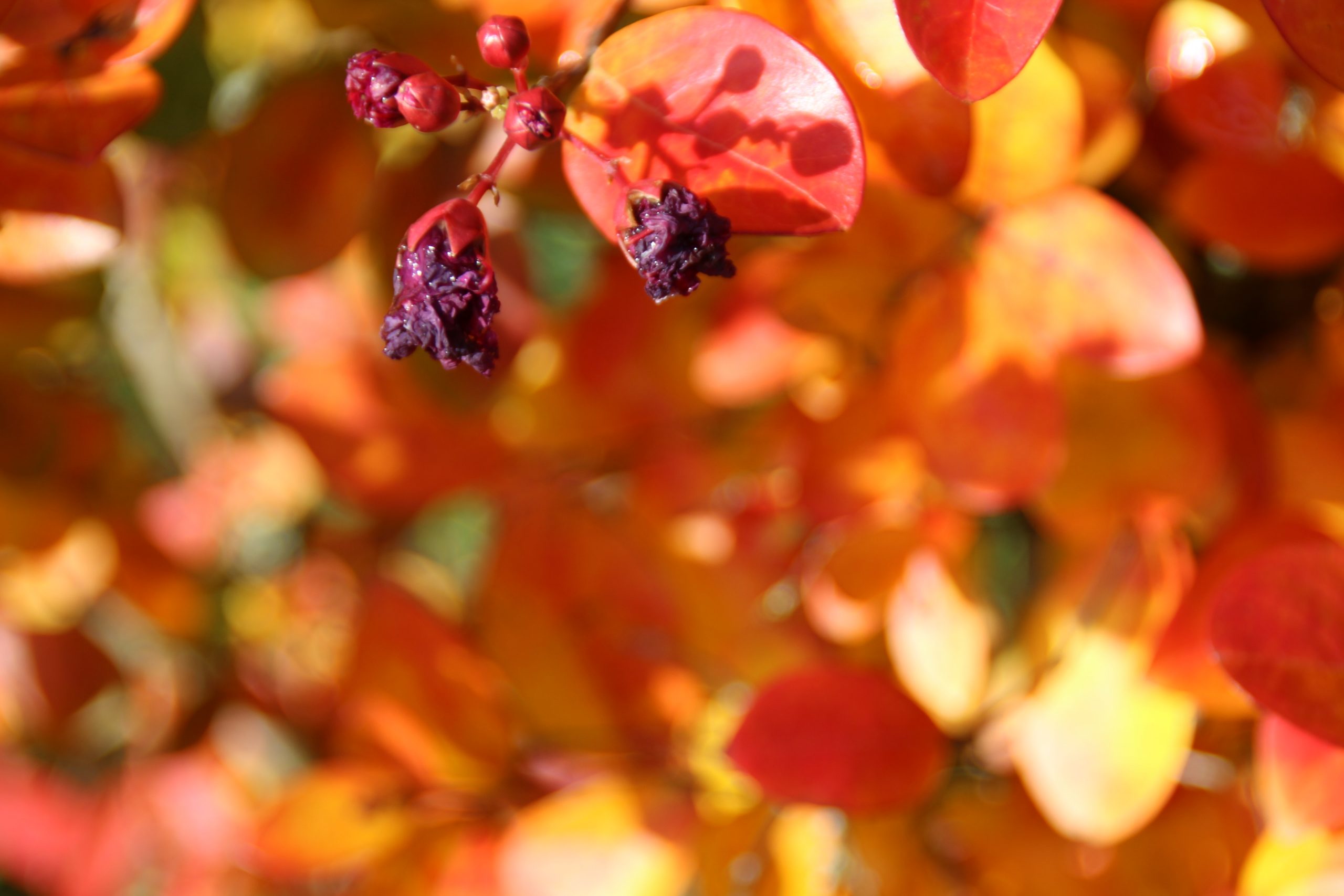 Feuilles mortes et couleurs d’automne