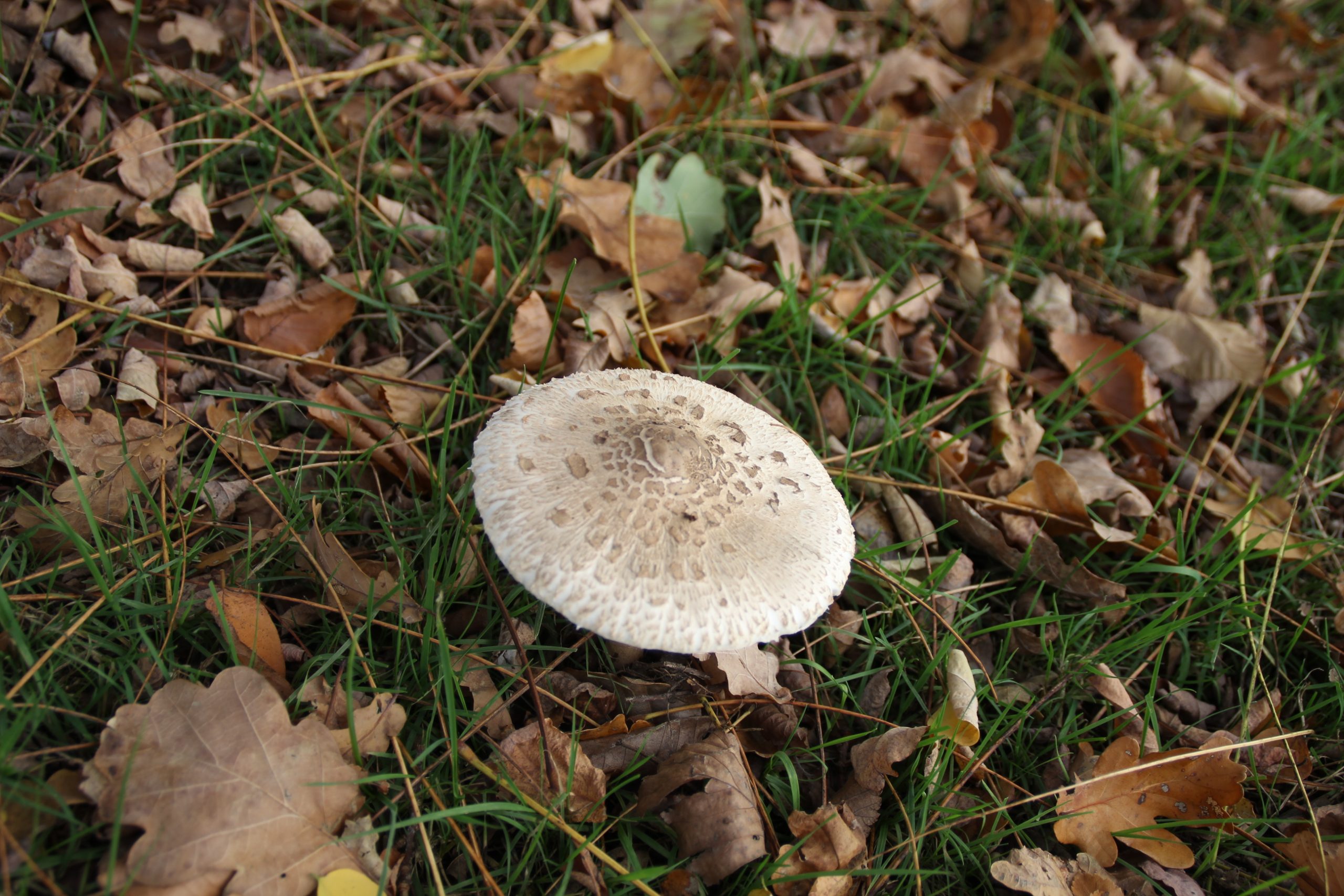 Les champignons