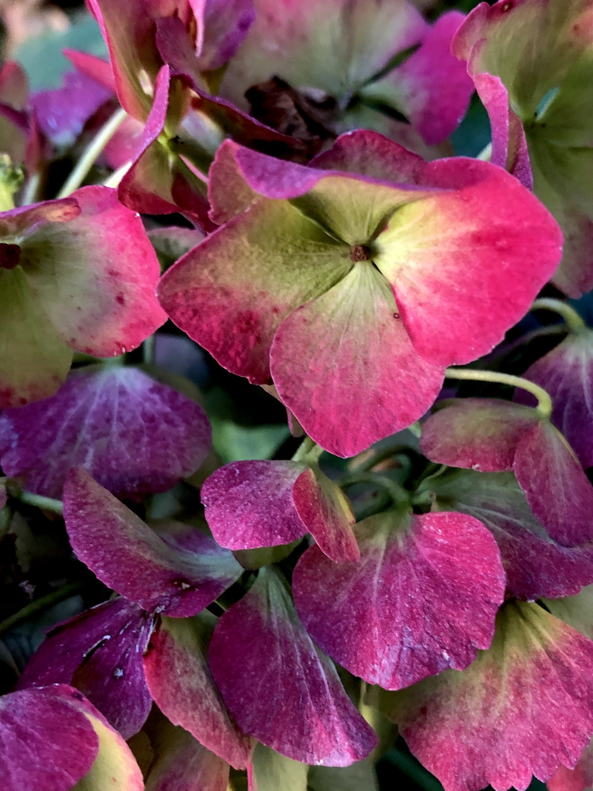 Les hortensias