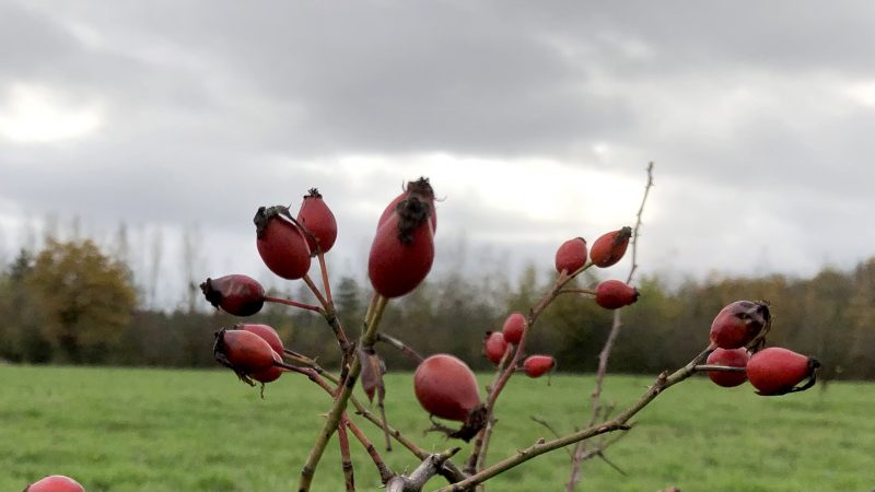 Les fruits des roses et des églantines