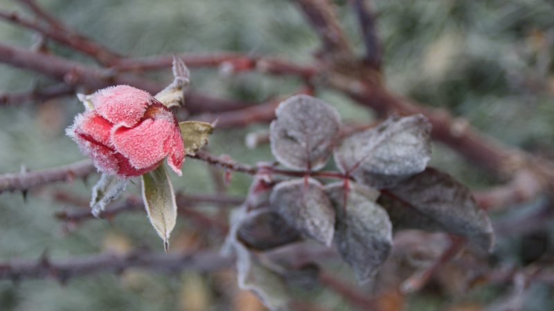 Le givre des matins froids