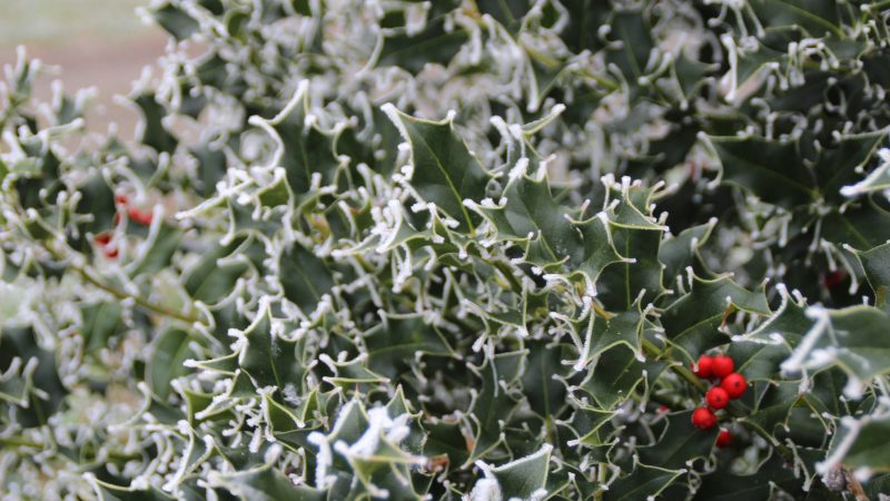 La magie de l’hiver